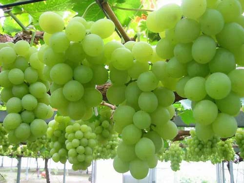葡萄