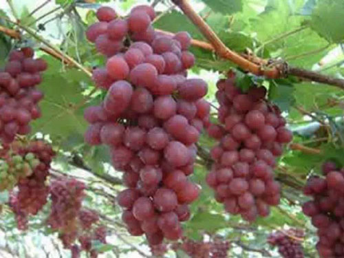 葡萄