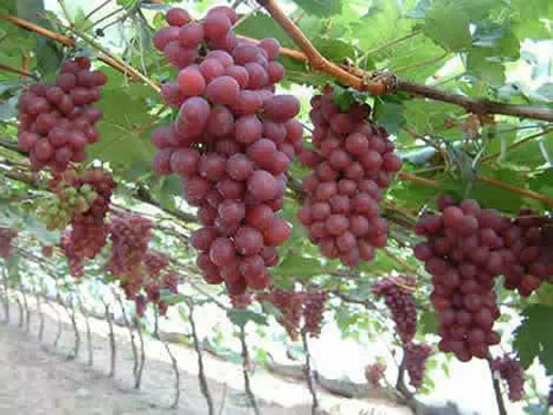 葡萄
