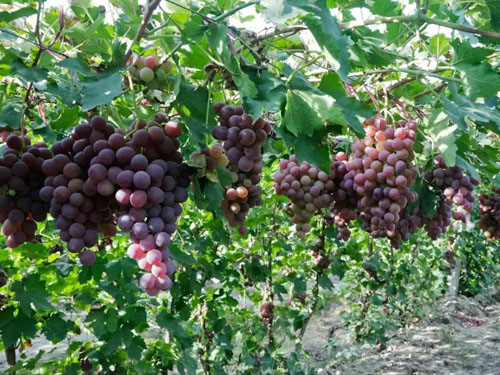 葡萄