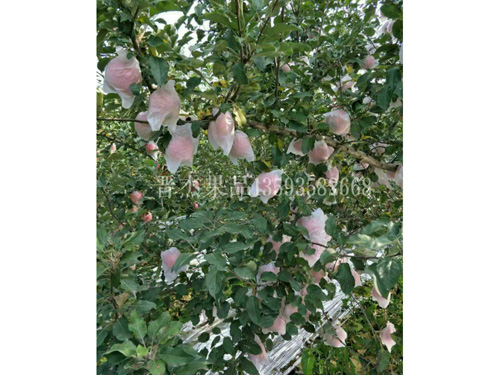 �Է���ڰ׹���